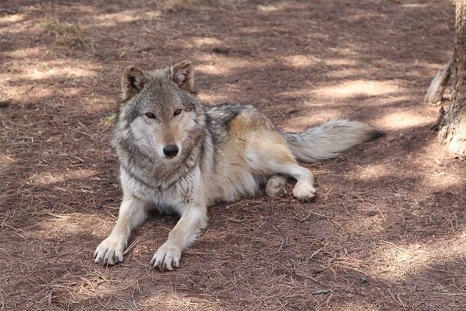 wolf, wolves, animal, one animal, mammal, animal wildlife, animals in the wild HD wallpaper