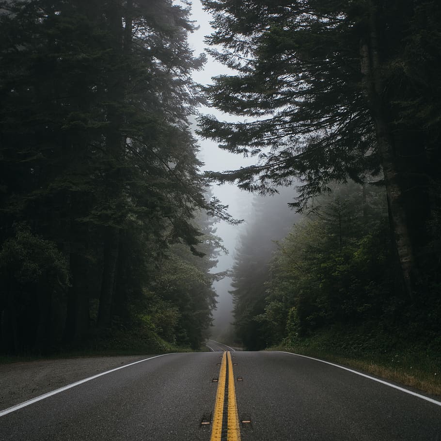 HD wallpaper: rainy, countryside, foggy, trees, redwoods, winding road ...