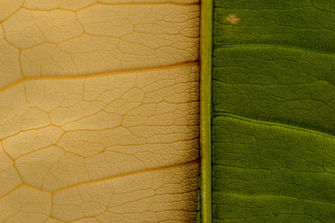leaf, veins, plant, skin, rug, white, green, divide, crystal HD wallpaper