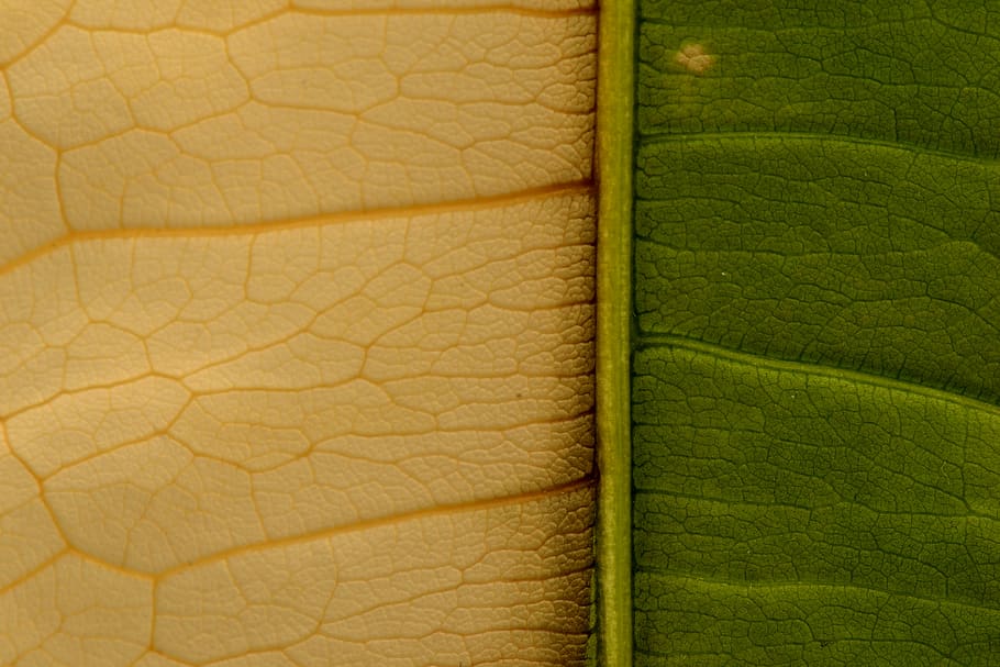 leaf, veins, plant, skin, rug, white, green, divide, crystal HD wallpaper