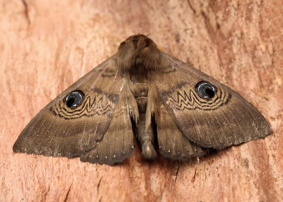 moth, blue eye pattern, camouflage, brown, wings, large, australian, HD wallpaper