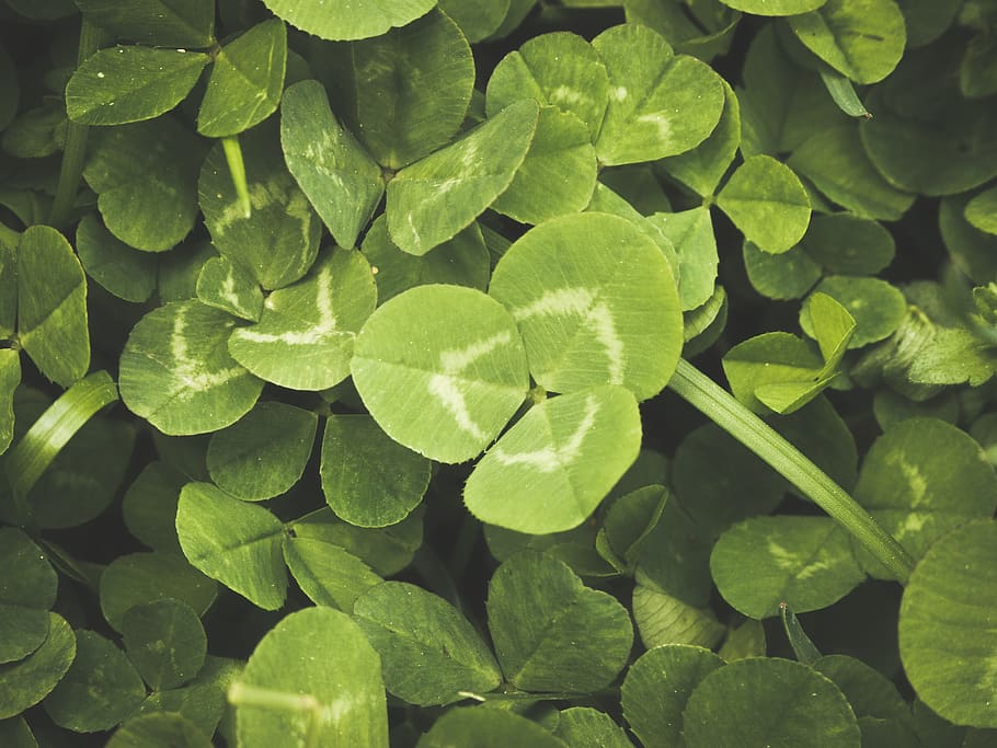 macro, field, grass, clovers, leaf, plant part, green color HD wallpaper