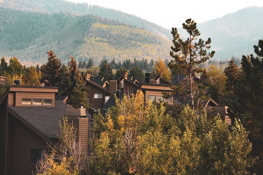 trees, aspens, mountain, evening, pine, utah, canyons, realestate HD wallpaper