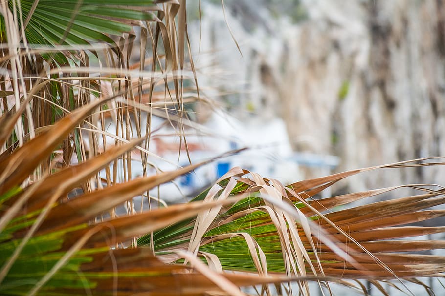 beach, palm, palm tree, nature, leaves, sun, summer, green HD wallpaper