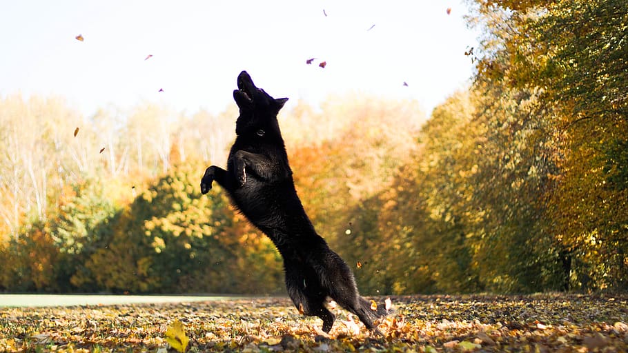 wolf jumping on leaves surrounded by trees, opava, czechia, cat HD wallpaper
