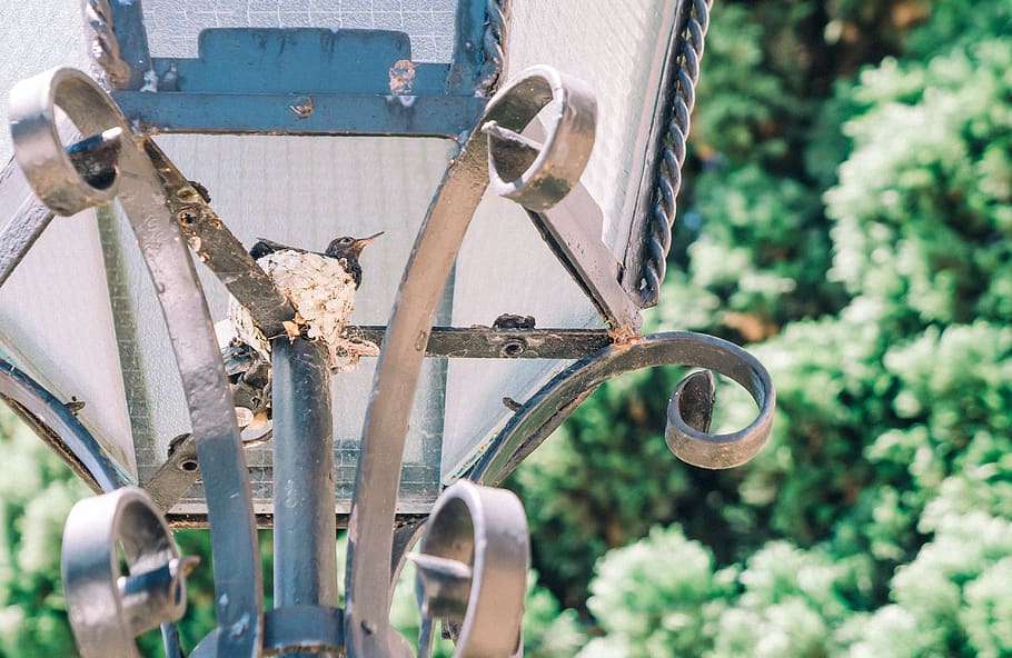 bird, light, lamp, hummingbird, nest, hide, hideout, beija-flor HD wallpaper