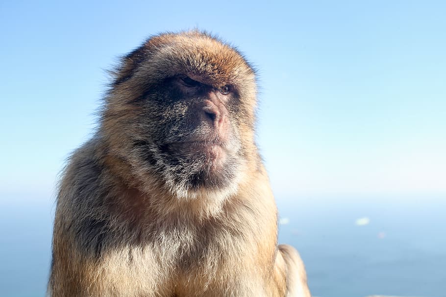 macaque, monkey, gibraltar, rock, places of interest, animal HD wallpaper