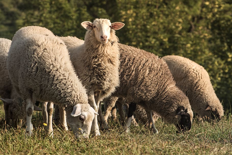 lamb, sheep, graze, pets, pasture, wool, animal, nature, meadow, HD wallpaper