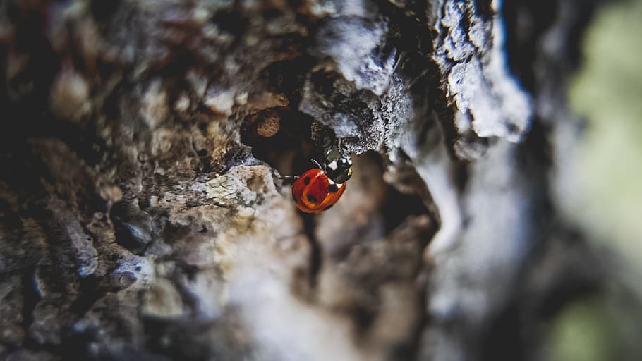 close-up photo of ladybug climbing tree at daytime, insect, bark