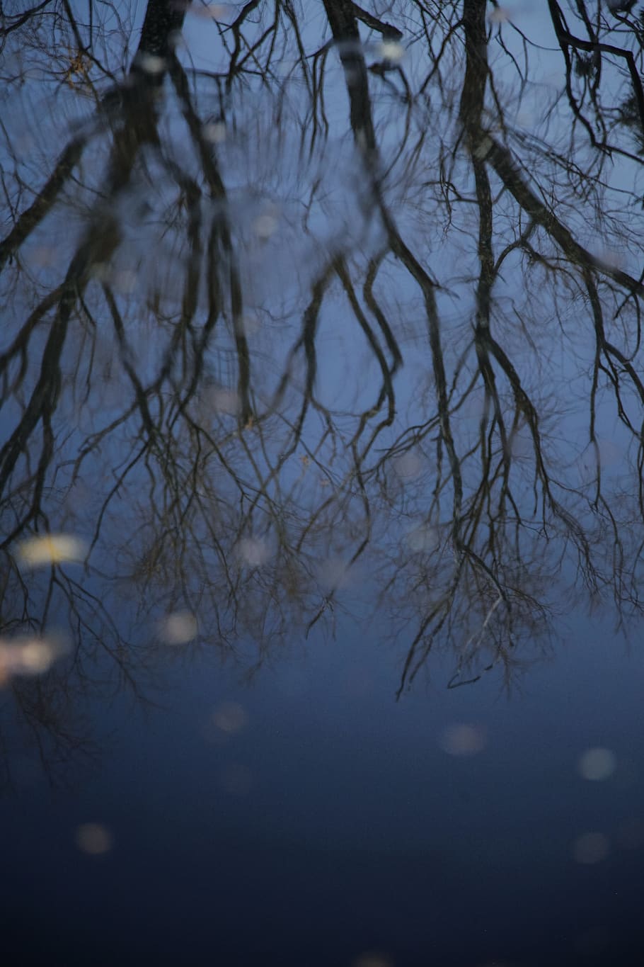 tree, branches, water, reflection, winter, floating leaves HD wallpaper