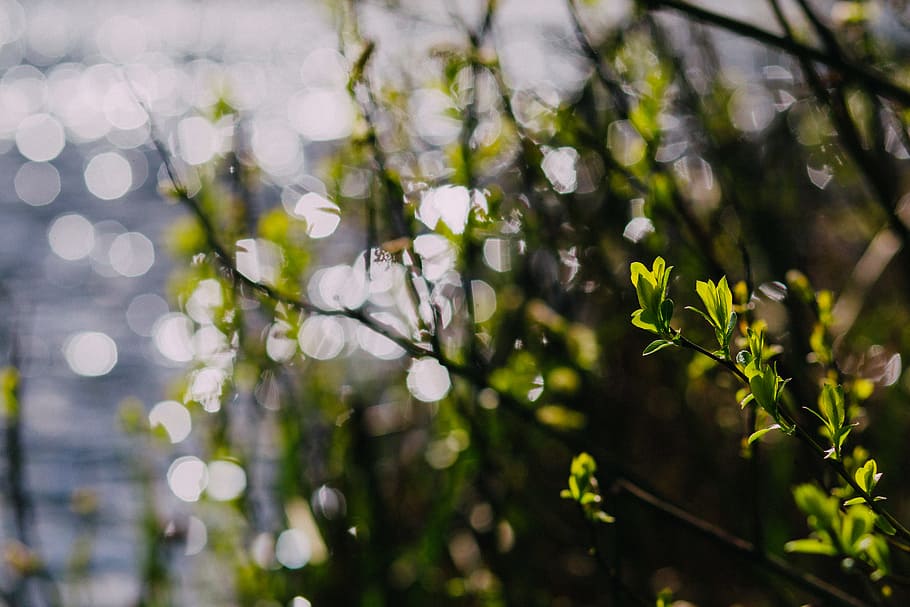 Green Leafed Plants, blur, branch, close-up, environment, garden HD wallpaper