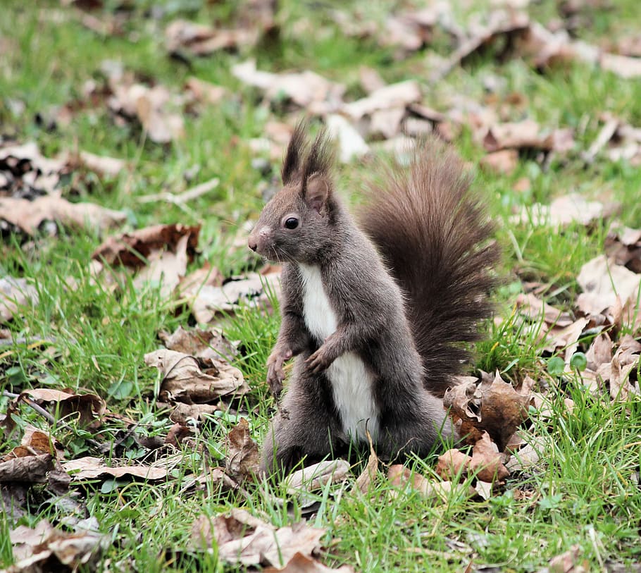 gray squirrel on grass, animal, mammal, rodent, ground, teplice HD wallpaper