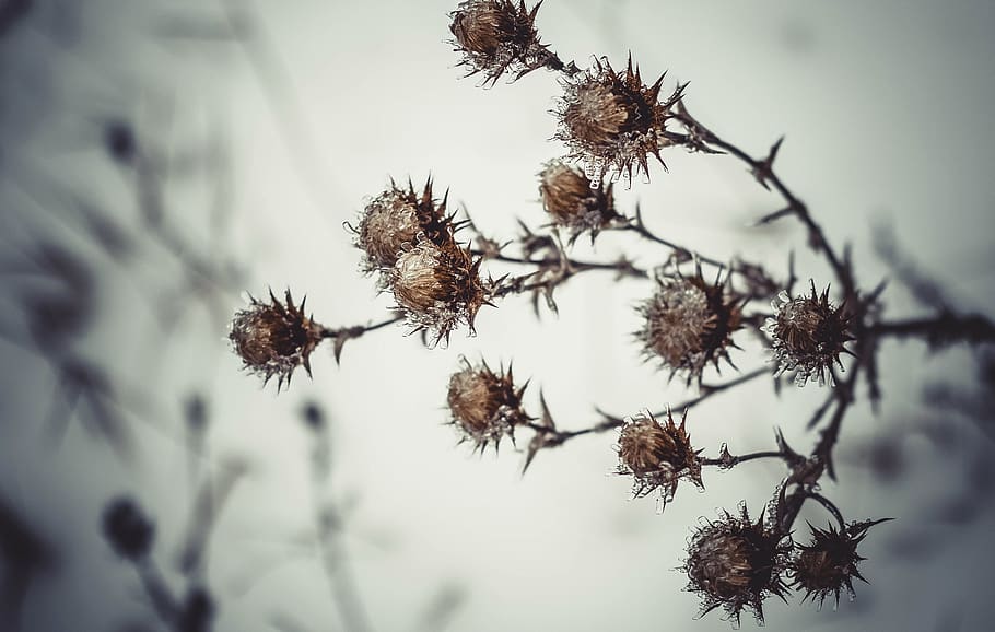 ukraine, spike, ice, cold, flower, plant, growth, beauty in nature HD wallpaper
