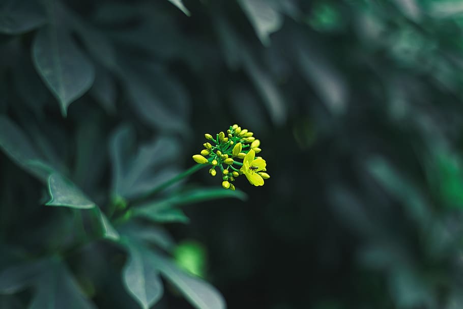 flower, green, background, beautiful, hd, trees, fly, plant HD wallpaper