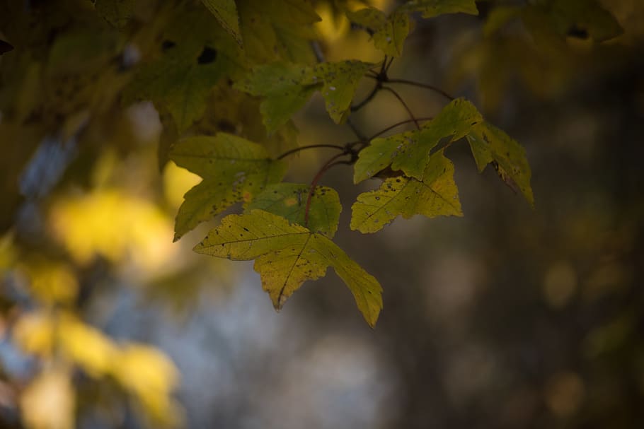 trees, nature, maple trees, maple leaves, fall colors, autumn HD wallpaper