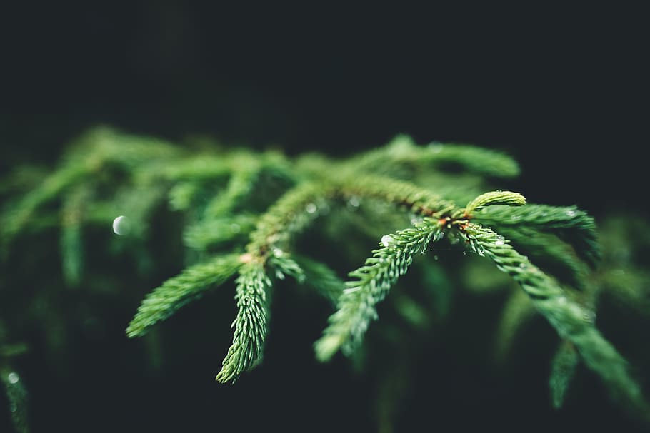 tree, plant, conifer, pine, fir, abies, spruce, lizard, animal HD wallpaper