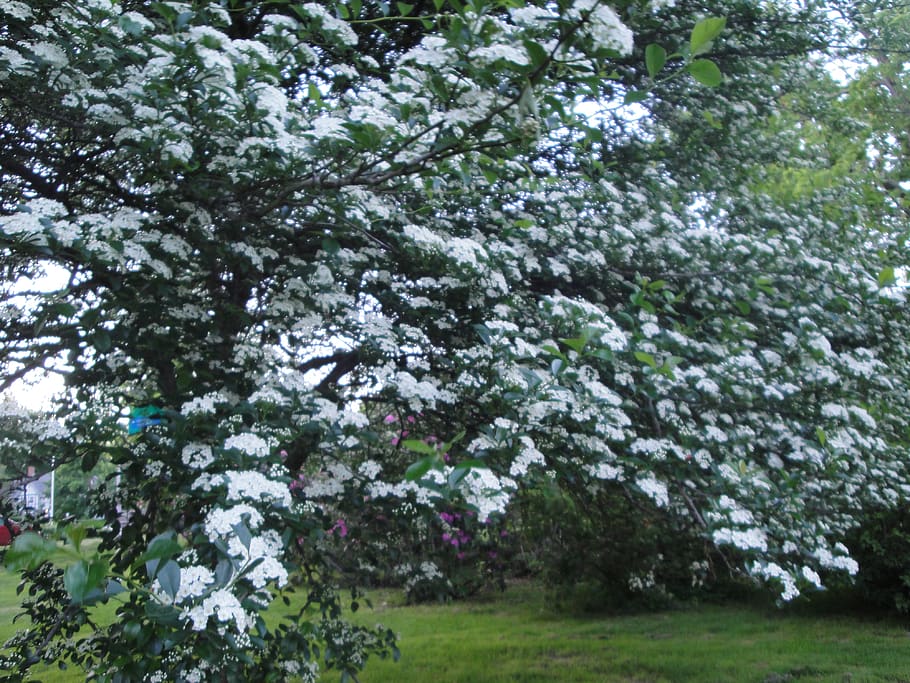 tree, flower, nature, plant, beauty in nature, growth, flowering plant HD wallpaper