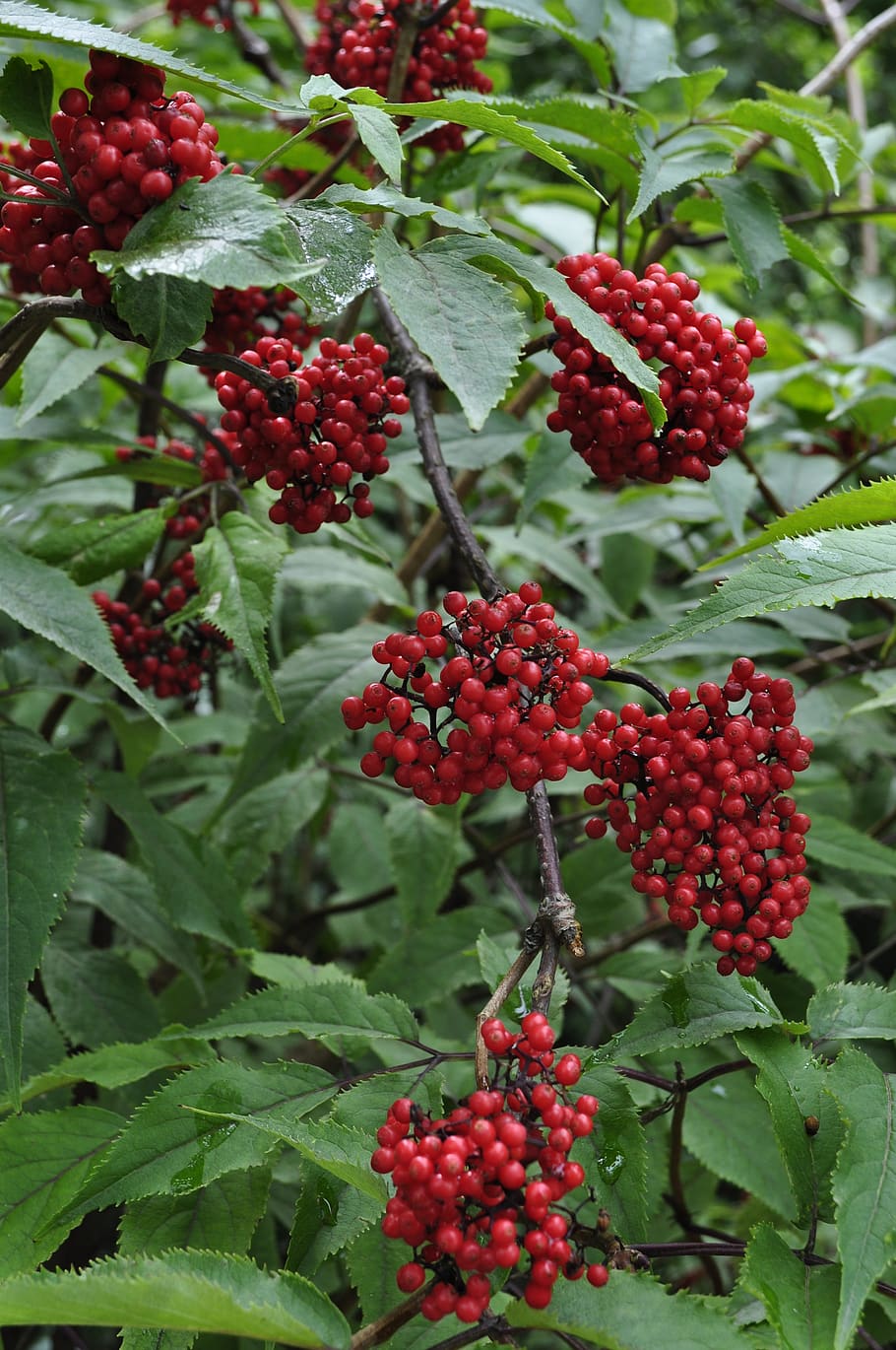 berry, bush, when, nature, red, food and drink, fruit, healthy eating HD wallpaper