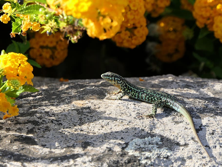 lizard, flowers, green, rock, sun, careful, hot, animal, rapiette HD wallpaper
