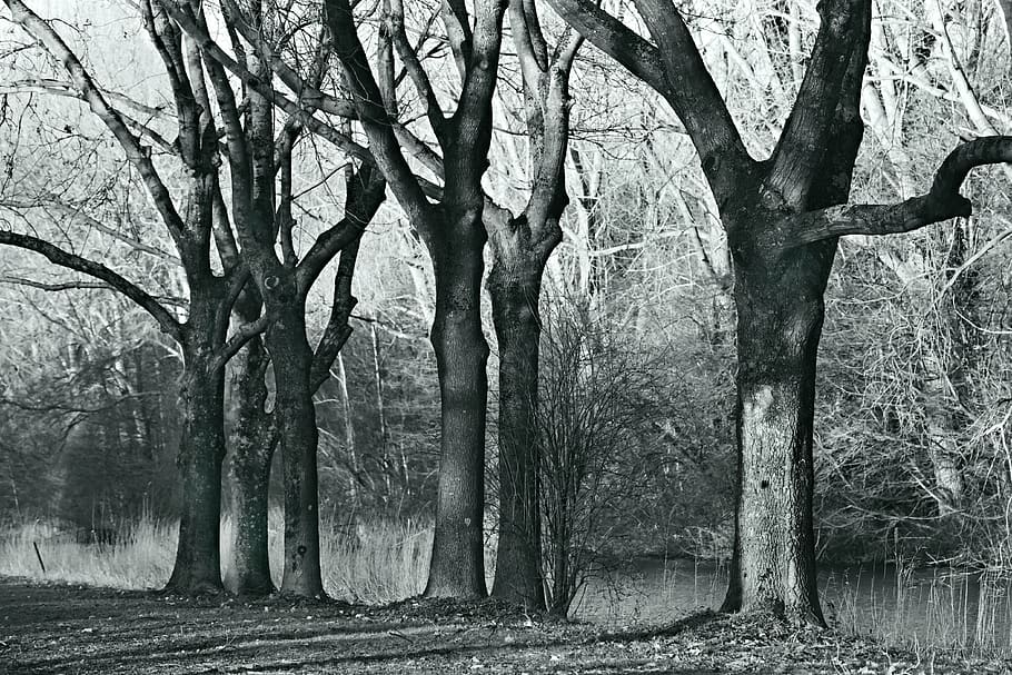 tree, trunk, branch, tangle, park, winter trees, row, landscape HD wallpaper