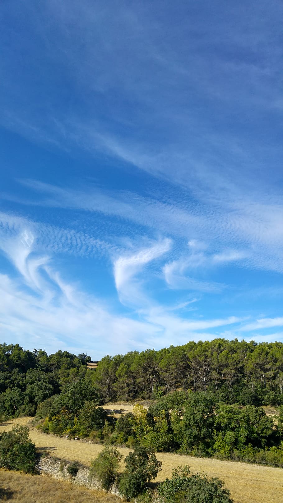 landscape, forest, sky, plant, tree, cloud - sky, environment HD wallpaper