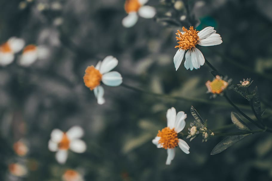 pollen, plant, flower, blossom, daisy, daisies, petal, flowers HD wallpaper