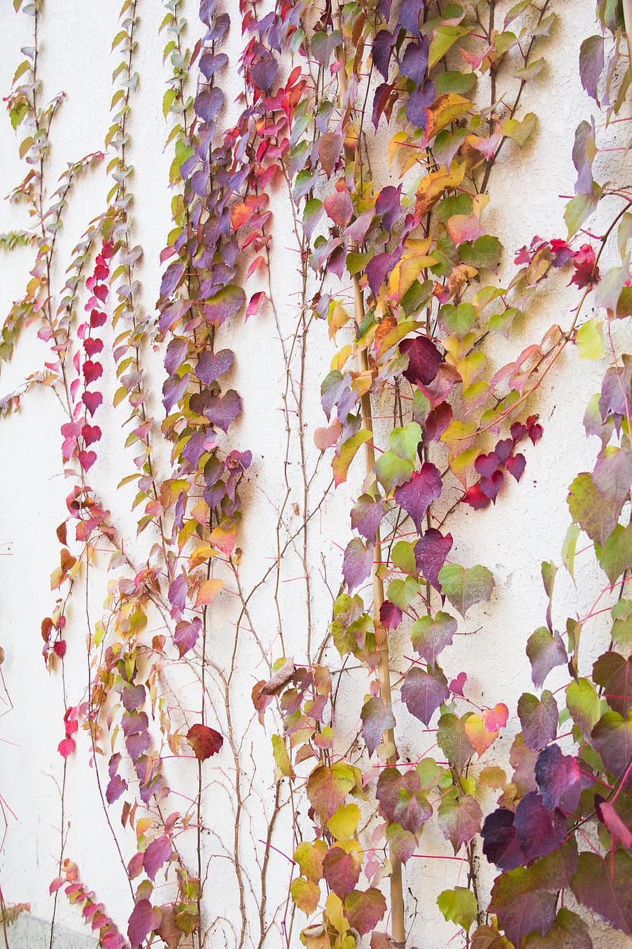 leaf, autumn, wall, color, multi colored, close-up, no people HD wallpaper