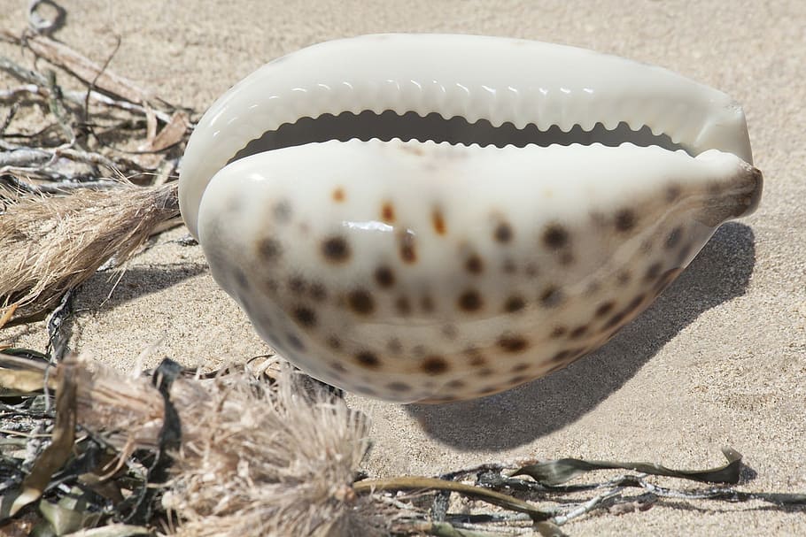 cowrie, shell, animal, wild, nature, gloss, close-up, land HD wallpaper