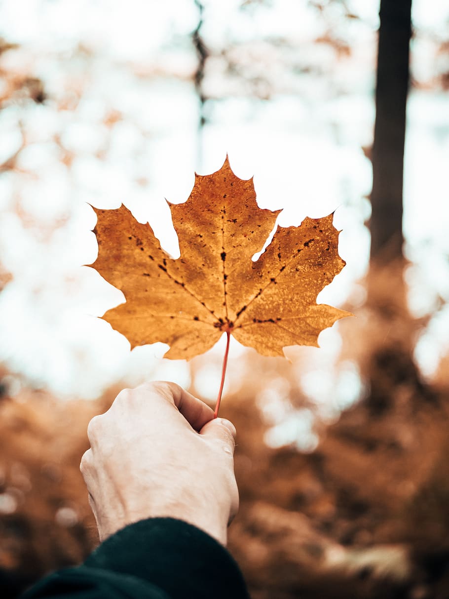 brown maple leaf close-up photo, human hand, autumn, plant part HD wallpaper