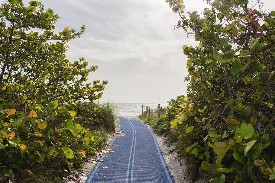 beach, beaches, florida, paradise, tropical, greenery, nature HD wallpaper