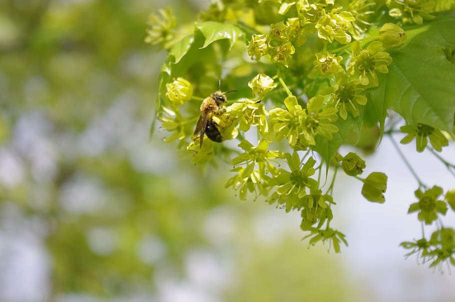 bee, tree, flower, branch, garden, spring, nature, pollen, animal HD wallpaper
