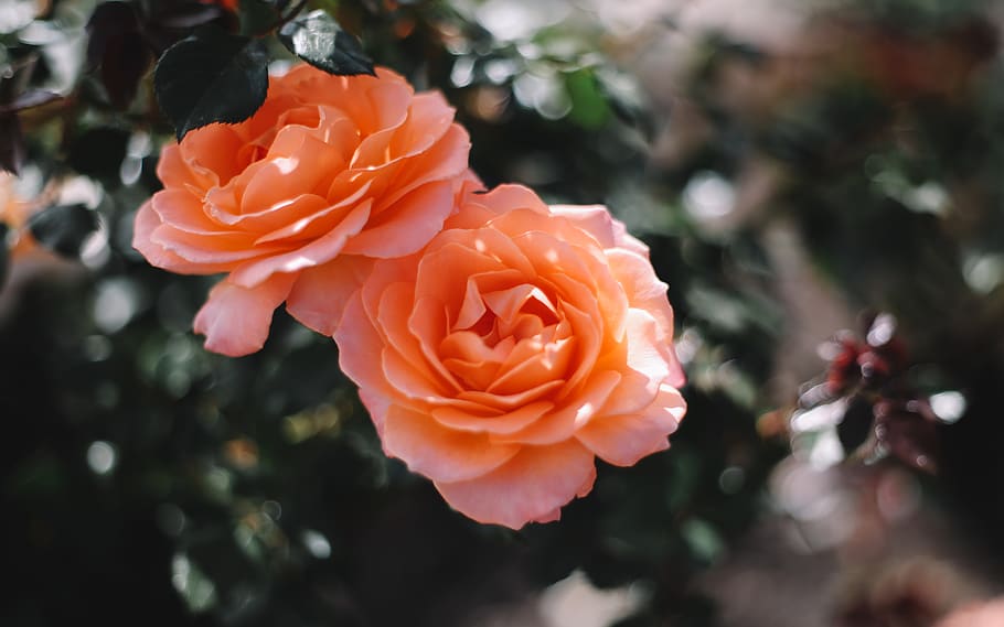 two orange flowesr, plant, beauty in nature, flower, freshness HD wallpaper