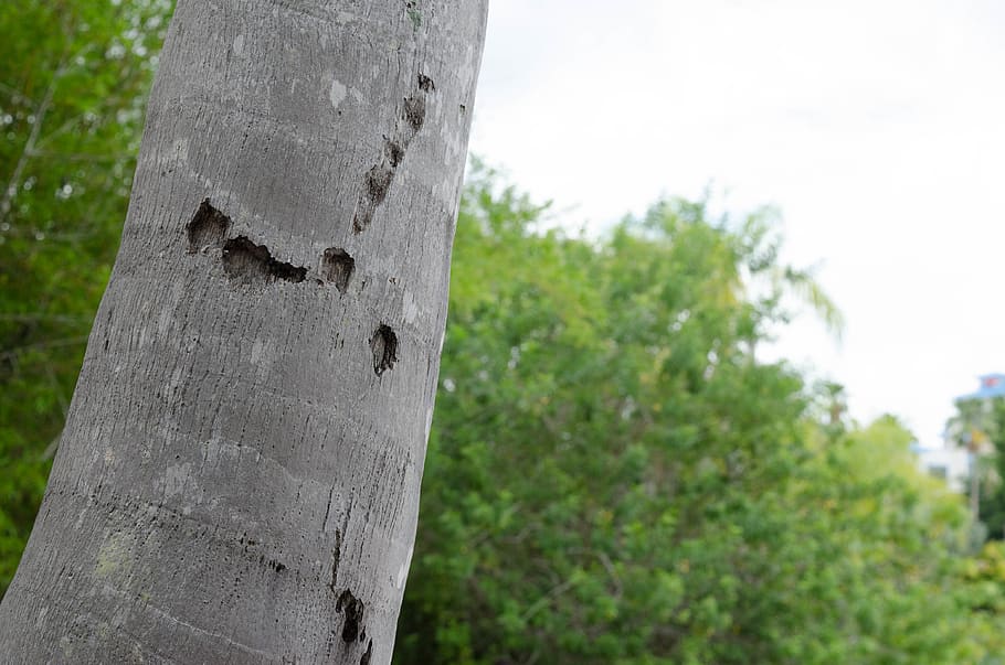 tree, plant, tree trunk, focus on foreground, day, nature, no people HD wallpaper