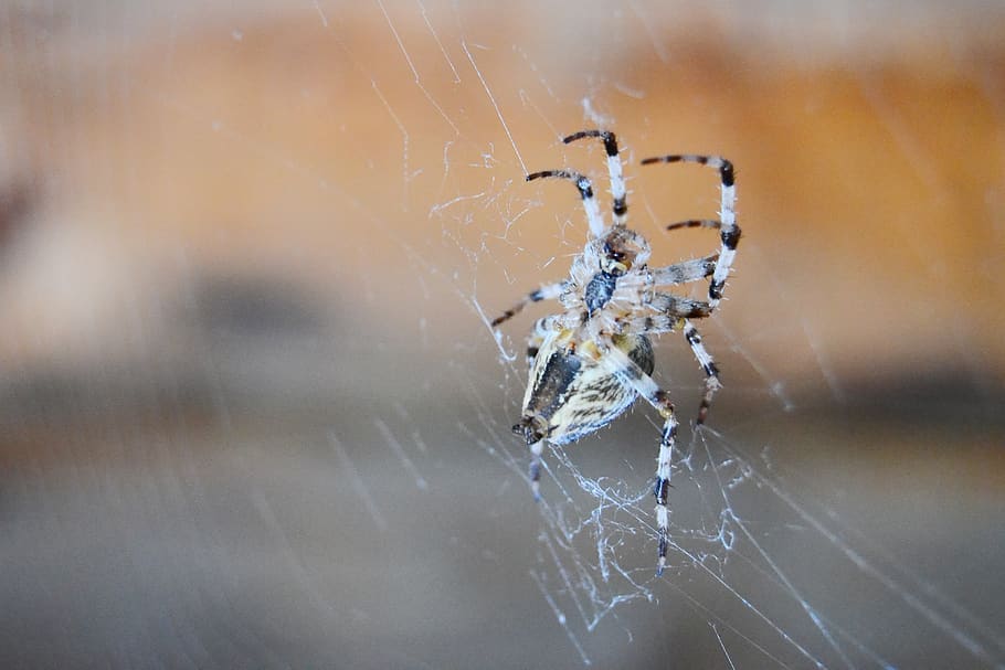 spider, spider web, insect, nature, in the fall of, dewdrop HD wallpaper