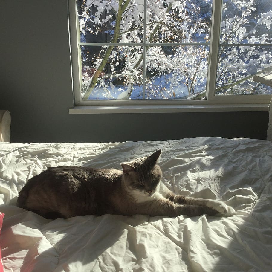 sleep, bed, light, relax, winter, cat, domestic animals, pets HD wallpaper