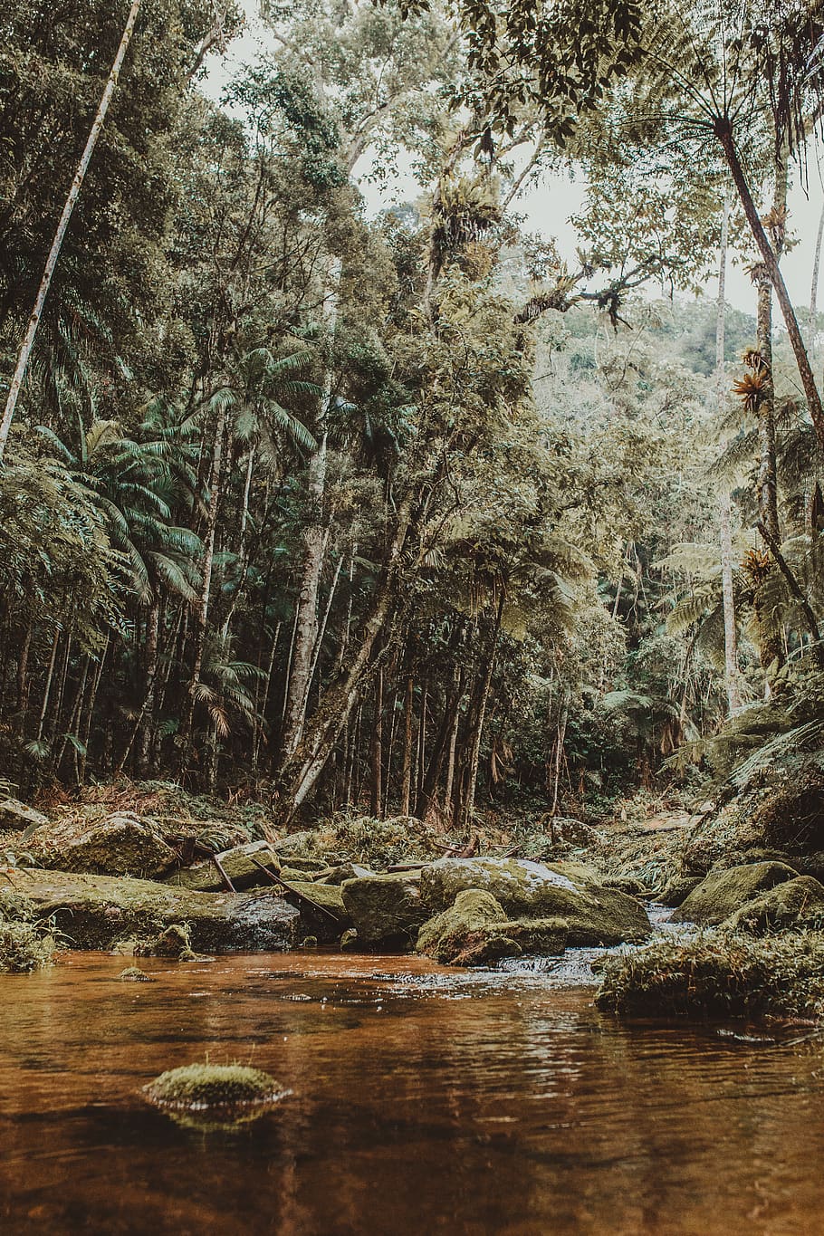 river surrounded by trees during daytime, water, plant, tranquility HD wallpaper