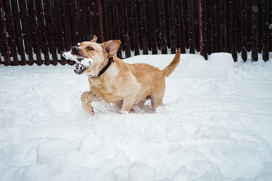 Dog Walking Along Snow While Biting Bone, adorable, animal, bite HD wallpaper