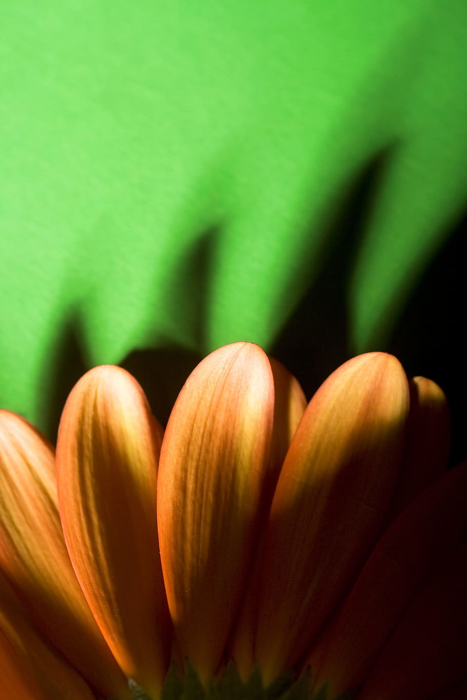 background, beautiful, bloom, blossom, botanical, color, colorful HD wallpaper