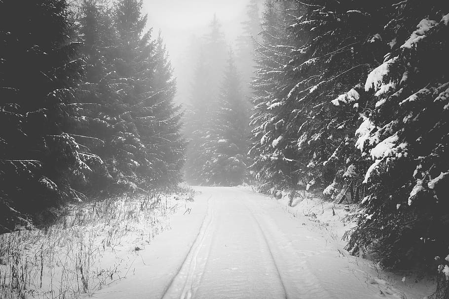 snow covered road between pine trees, nature, outdoors, winter HD wallpaper