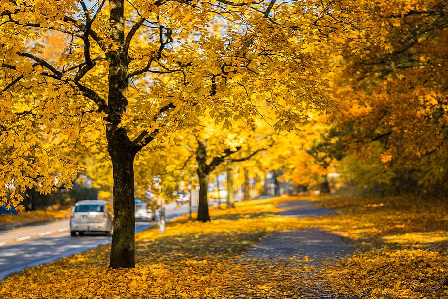 Yellow Leaf Tree Beside Roadway, autumn, autumn colours, cars, HD wallpaper
