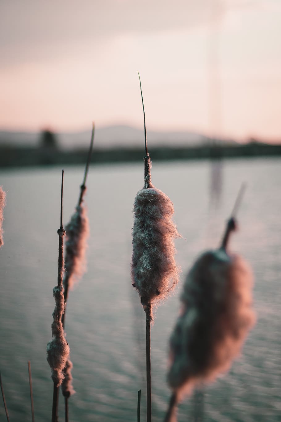 gray plants, grass, animal, bird, reed, lawn, outdoors, human HD wallpaper