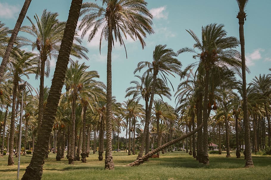 Coconut Trees, daylight, environment, palm trees, scenic, tropical HD wallpaper