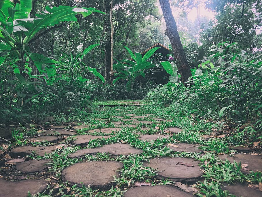 trees, walking, way, small, branch, green, summer, landmarks HD wallpaper