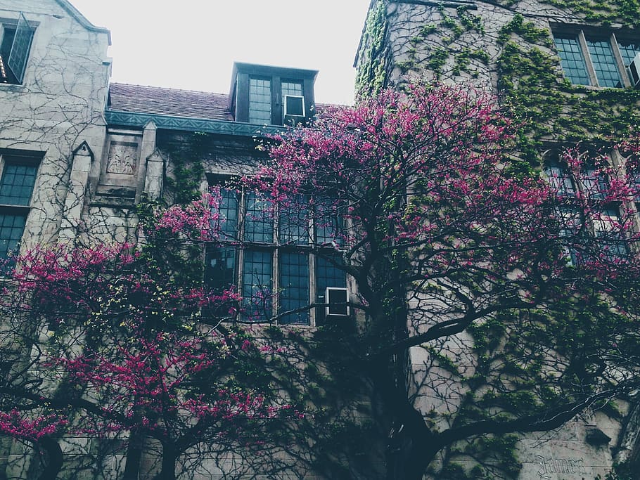 windows, blooming, leaves, green, vines, wall, stone, wallpaper HD wallpaper