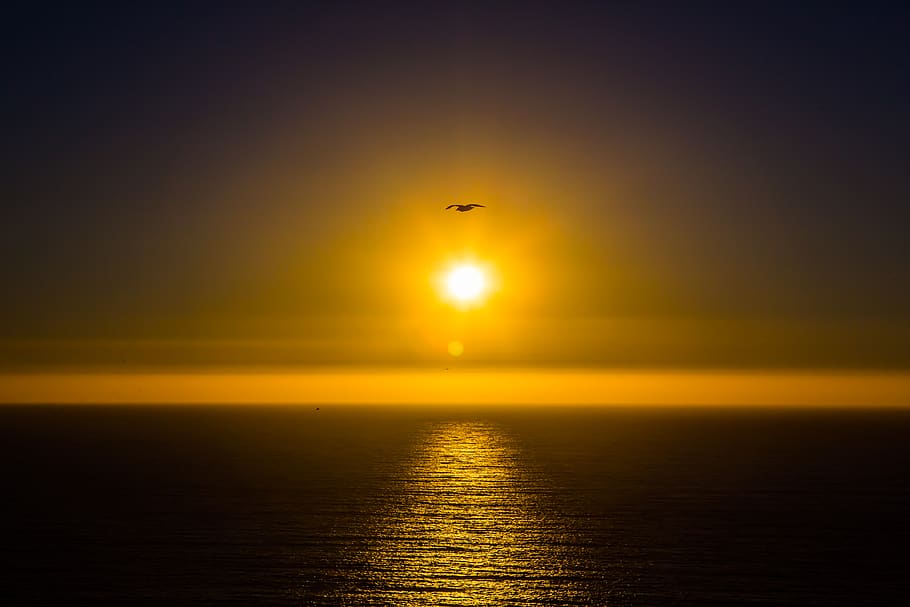 flying bird above calm sea during golden hour, light, flare, nature, HD wallpaper