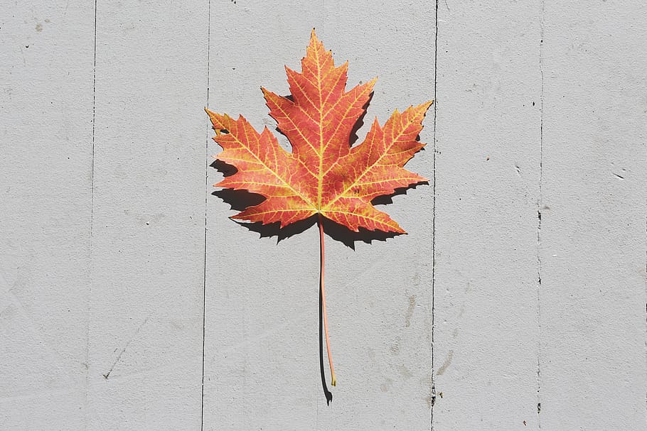 maple leaf, fall, autumn, nature, plant part, change, orange color HD wallpaper