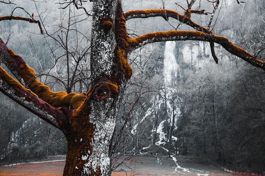 tree, waterfall, nature, outdoor, autumn, forest, cold, orange HD wallpaper