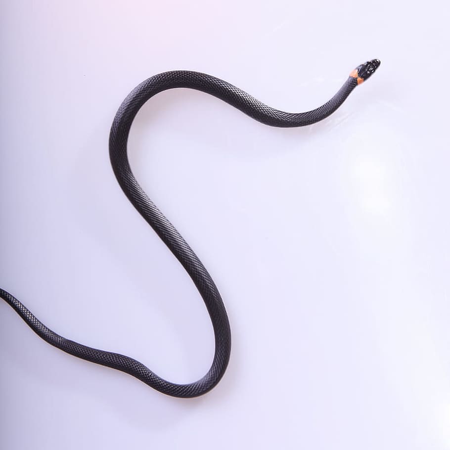 HD wallpaper: snake, slither, animal, black, cold, blooded, cunning, danger  | Wallpaper Flare