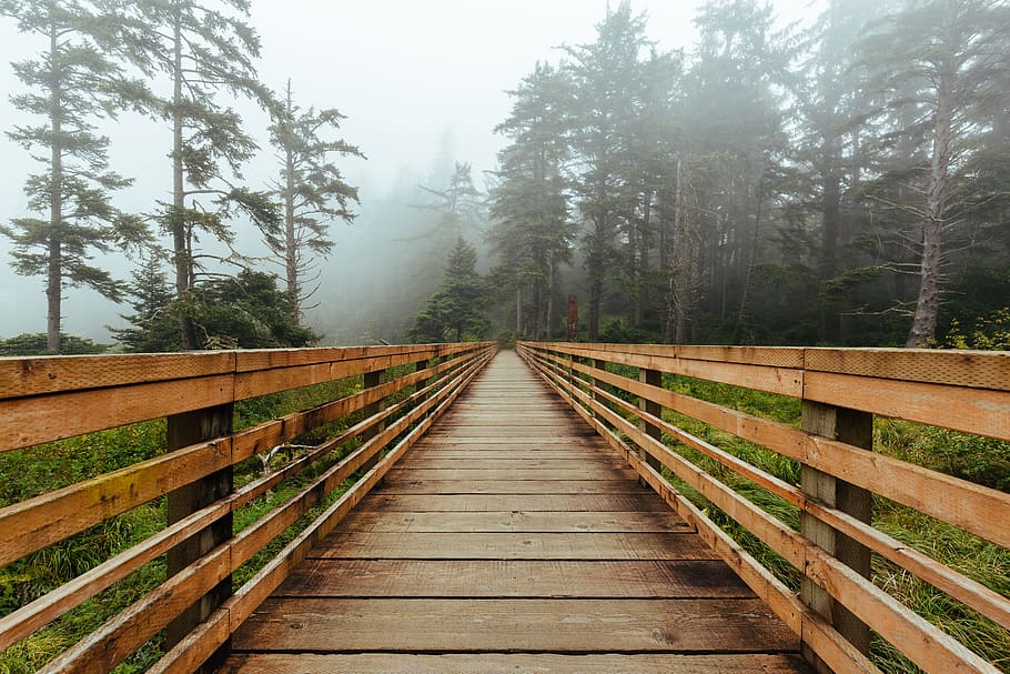 brown wooden bridge between trees, forest, horizontal, wooden path, HD wallpaper