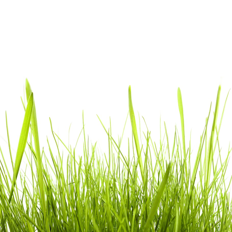 con2011, background, field, fresh, garden, grass, green, growth HD wallpaper